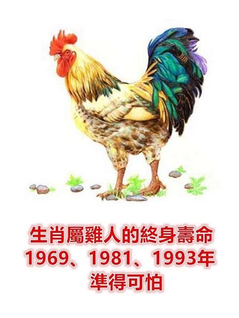 水雞命|1993年出生的屬雞人一生的命運，慶幸看了！